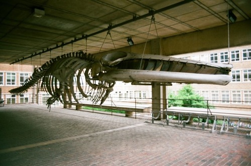 whale skeleton