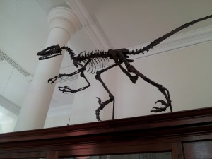 Dinosaur